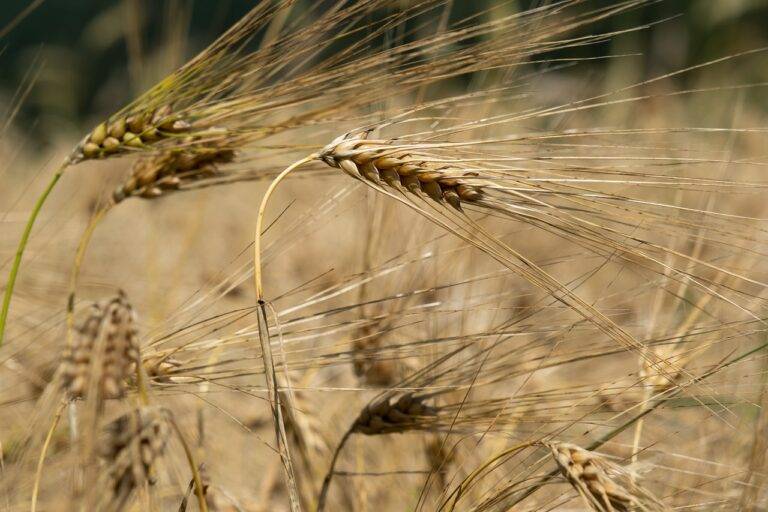 From Farm to Table: Exploring the Farm-to-Fork Movement