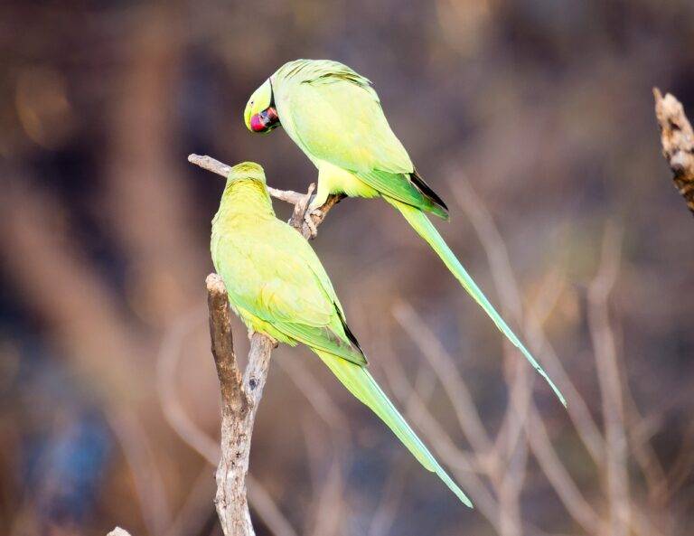 The Role of Technology Innovation Initiatives in Shaping Election Platforms