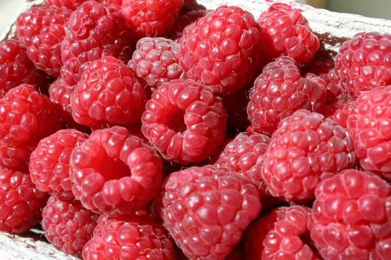 Exploring the Microbiome-Brain Connection: Gut Health and Mental Well-being