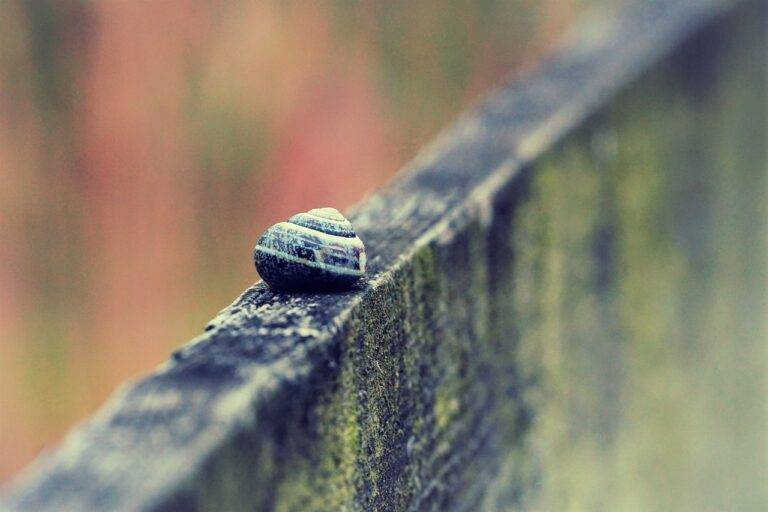 The Benefits of Green Roofs: Improving Air Quality and Energy Efficiency